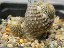 Copiapoa lauii FK439