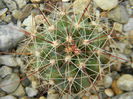 Ferocactus hamatacanthus v. davisii