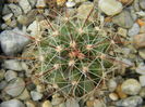 Ferocactus hamatacanthus v. davisii