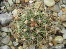 Ferocactus hamatacanthus v. davisii