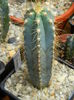 Pilosocereus azureus (pachycladus)