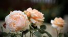 Ambridge Rose