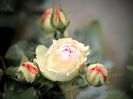Giardina
