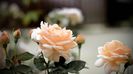 Ambridge Rose