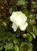 fairy white