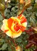 orange and lemons