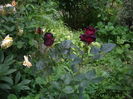 Black Baccara