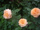 IMGP9391