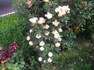 IMGP9441