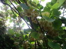 flori de kiwi
