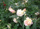 IMGP9463