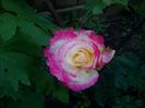 IMG_20160523_081454