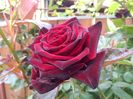 IMG_20160508_083940