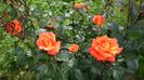 IMG_20160521_125315