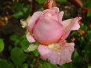 DSC07989