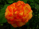 DSC08005