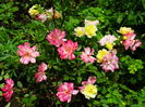 DSC08006