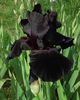 Old black magic1