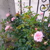 IMG_20160526_180736