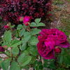 IMG_20160526_191900