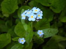 Myosotis alpestris (2016, April 09)