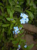 Myosotis alpestris (2016, April 09)