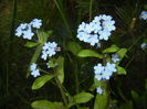 Myosotis alpestris (2016, April 10)