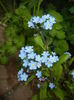Myosotis alpestris (2016, April 10)