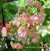 Pink Dhalia Flowered