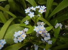 Myosotis alpestris (2016, April 10)