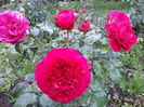 red leonardo da vinci