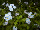 Myosotis alpestris (2016, April 10)