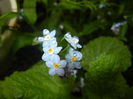 Myosotis alpestris (2016, April 10)