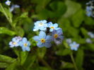 Myosotis alpestris (2016, April 11)