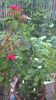Coronita lui isus/Euphorbia -rosie si alba