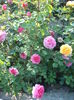 DSCF5425