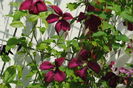 clematis mme julia correvon