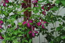 clematis mme julia correvon