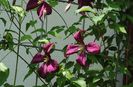 clematis mme julia correvon