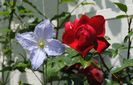Florentina si clematis Blue Angel