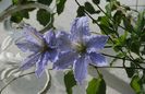 clematis Blue Angel
