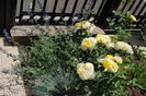 golden border(comtesse du barry) + nepeta faassenii Walkers Low+festuca Eisvogel