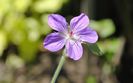 geranium vlassovianum