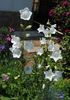 campanula persicifolia Alba