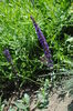 Salvia nemeosa Caradonna