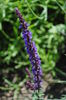 Salvia nemeosa Caradonna