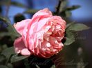 The Alnwick Rose