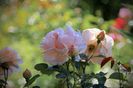 Ambridge Rose