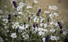 Cerastium si Lavandula Munstead