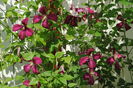 clematis mme julia correvon